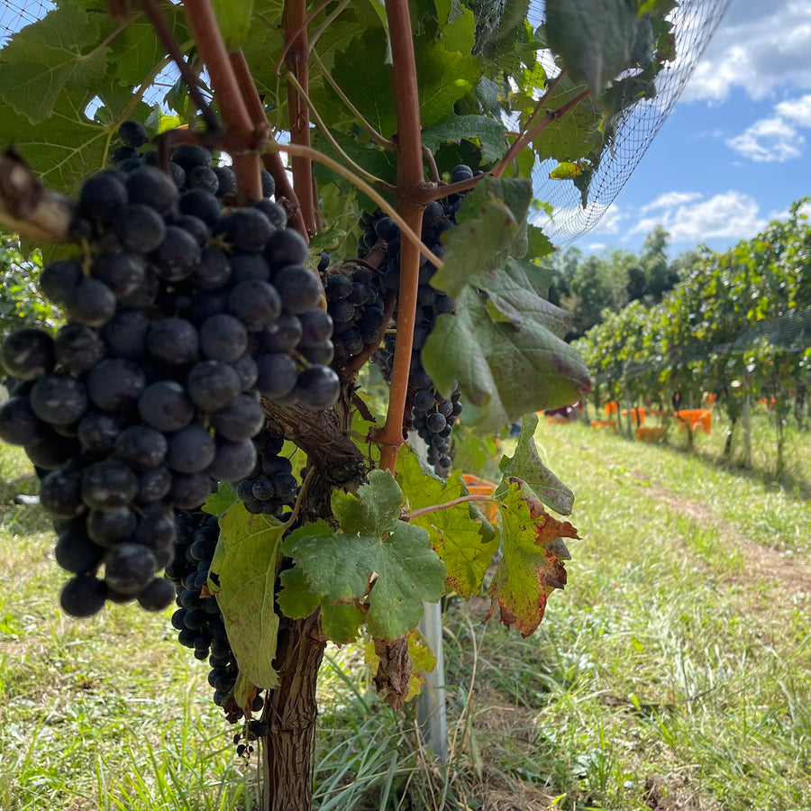 日本ワイン_【ドメーヌ・コーセイ×wa-syu】Élevage Merlot A2 2022 American Oak_ドメーヌ・コーセイ_長野県産赤ワイン_ミディアムボディ_750ml