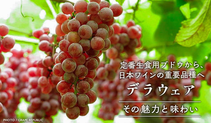 定番生食用ブドウから、日本ワインの重要品種へ。デラウェア