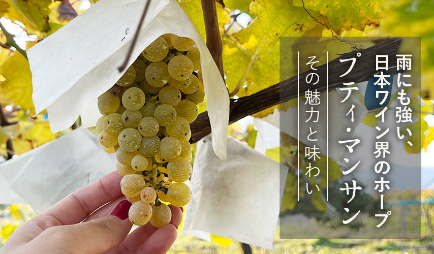 雨にも強い日本ワイン界のホープ プティ・マンサン
