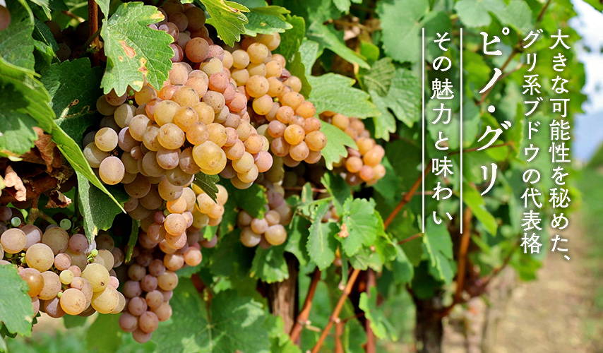 ワイン Pilgu Mission Hill Reserve Pinot Gris VQA – Newfoundland Labrador Liquor