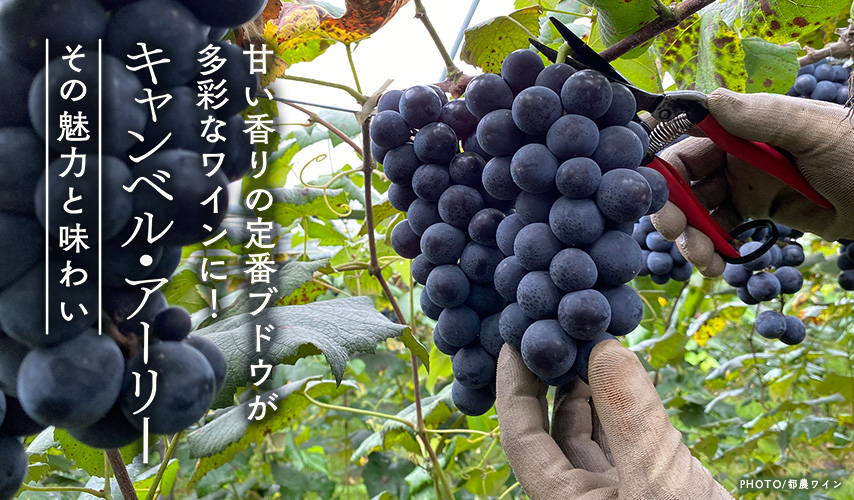 甘い香りの定番ブドウが多彩なワインに！キャンベル・アーリー – wa 