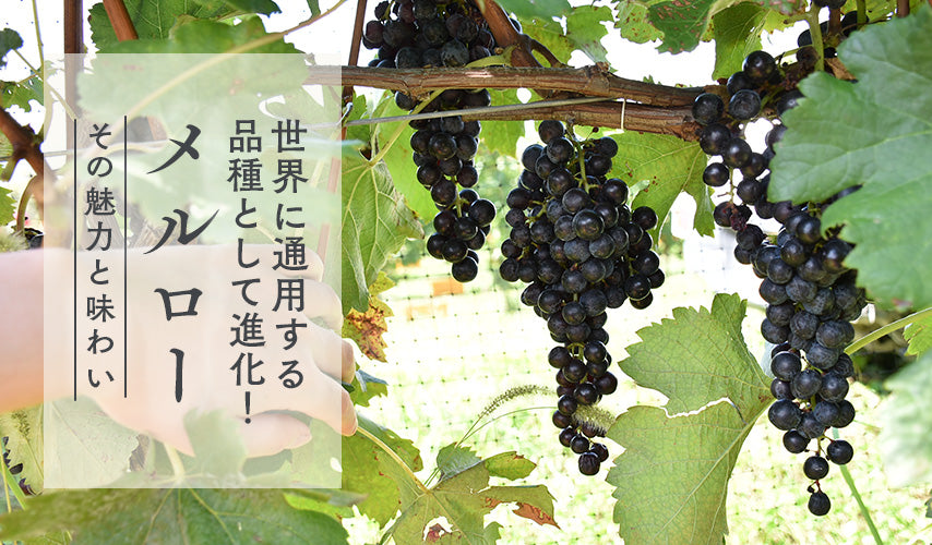 世界に通用する品種として進化！メルロー。赤ワイン原料の重要品種、メルロー。実は日本の土壌にも馴染み、広く栽培されている人気のブドウです。驚くほど進化した