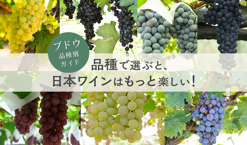 品種で選ぶと、日本ワインはもっと楽しい！ブドウ品種別ガイド。ブドウ品種で選べば、日本ワインがもっと楽しくなる。日本固有種から欧州系品種まで、品種ガイドと、ワインエキスパートおすすめの銘柄を紹介します。