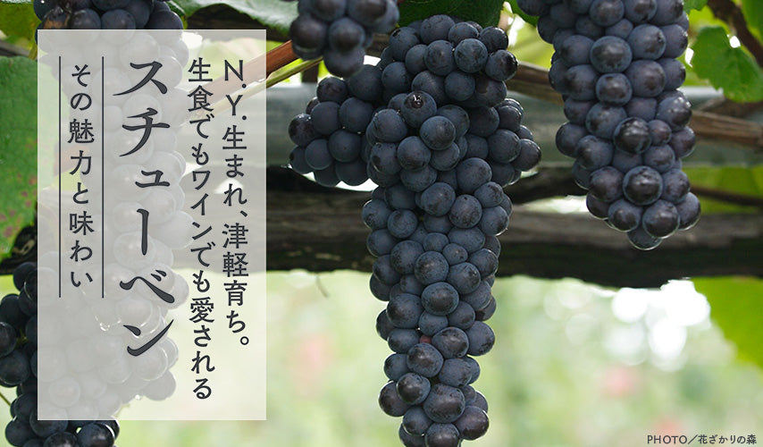 N.Y.生まれ、津軽育ち。生食でもワインでも愛される、スチューベン。糖度が高く香りもよいスチューベン。日本の環境にも馴染む美味しいブドウとして愛される存在に！ワイン用としても注目されている、おすすめの品種です。