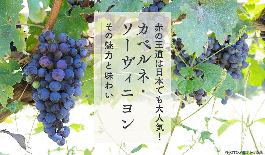 世界の定番、赤の王道は日本でも人気。カベルネ・ソーヴィニヨン｜世界中で栽培され、愛されているカベルネ・ソーヴィニヨン。日本でも人気の欧州系赤ワイン用品種の代表格は、豊かな味わいを生み出す魅惑の品種です。