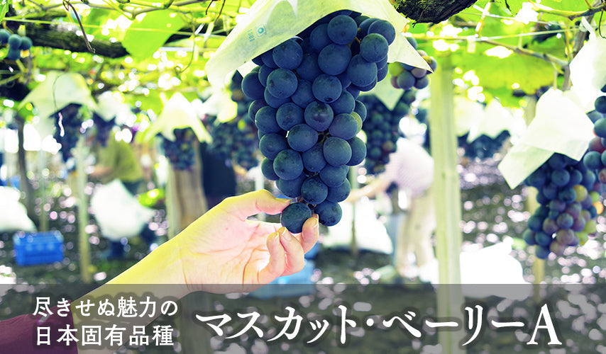 尽きせぬ魅力の日本固有品種、マスカット･ベーリーA。日本ワインに欠かせない重要品種、マスカット・ベーリーA。赤やロゼ、スパークリングなど、幅広いタイプのワインになるポテンシャルの高さにも注目です。