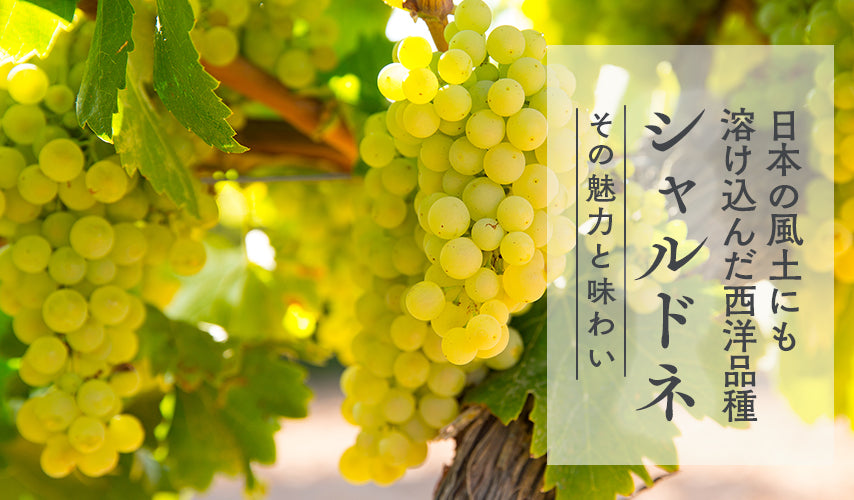 日本の風土にも溶け込んだ西洋品種「シャルドネ」。その魅力と味わい。幅広い対応力と、栽培のしやすさで、世界中で愛されている白ワイン用ブドウ・シャルドネ。日本ワインでも欠かせないこの重要品種にフォーカス。